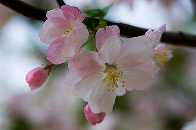 《地下城与勇士：决斗》漫游枪手预告 荒原亡命者